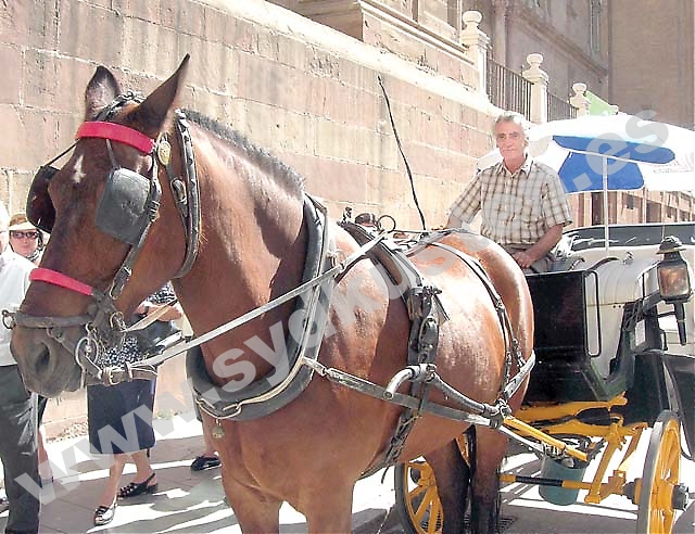 Vibertis stora passion är hästar, han gick i pappas fotspår och blev kusk. Ett yrke som under hans mer än 30 aktiva år förändrats från att vara en transportservice till att bli en turistattraktion.