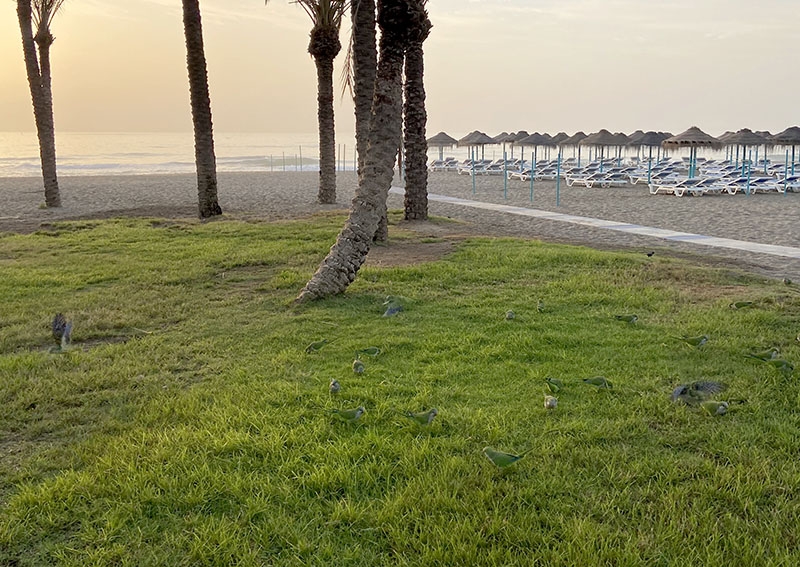 Den här bilden på ett gäng munkparakiter vid stranden är inte så pittoresk som en oinsatt person på kusten minsann kan tro!
