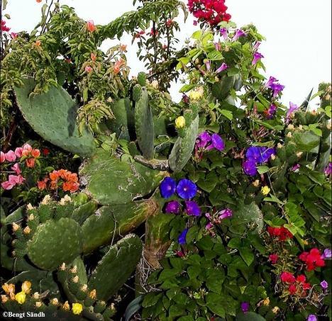 Låt naturen frodas naturligt, åberopar fotografen till bilden Bengt Sändh.