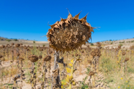 Skälet till att Spanien har färre klimatförnekare än många andra länder uppges bero på att effekterna är påtagliga här.