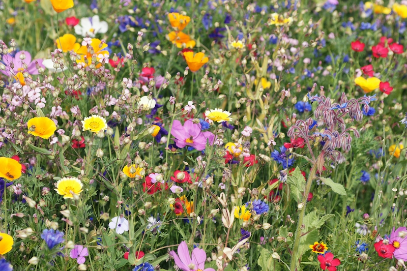 Veckans ämne får kompenseras med en blomsteräng.
