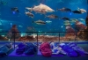 På L´Aquàrium i Barcelona kan de minsta tillbringa natten omgivna av tusentals fiskar och hajar. Foto: L´Aquàrium de Barcelona