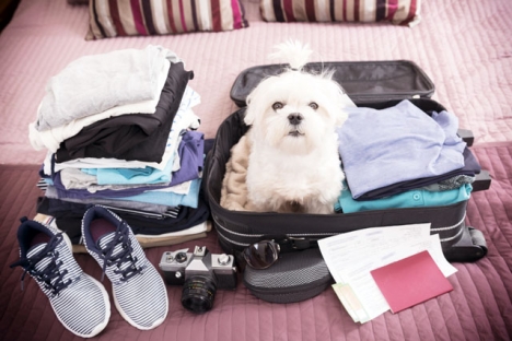 Allt fler människor i Spanien reser med sina husdjur, även om resväskan kanske inte är det bästa förvaringsutrymmet!