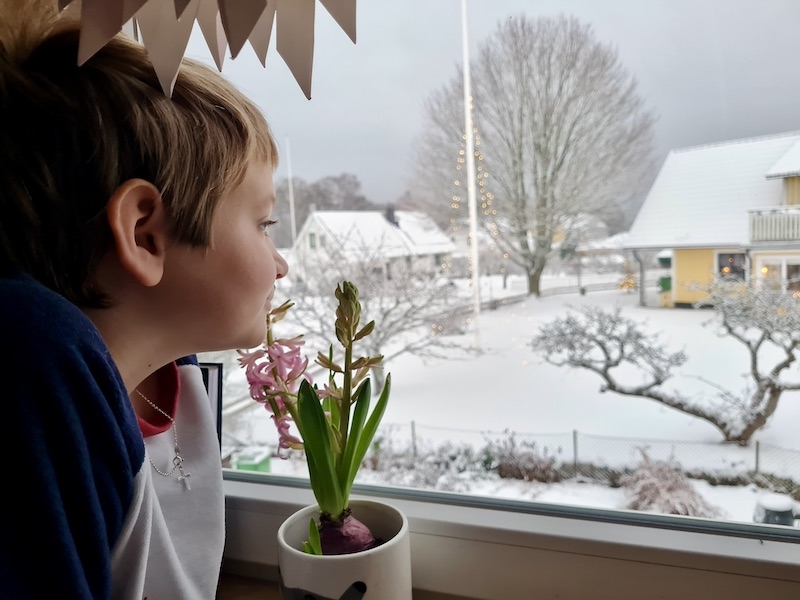 Snälla jultomten, ge mig en jul med barn, snö och hyacinter så behöver jag inget mer.