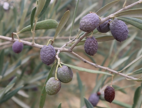 På många håll ser oliverna ut som russin och är inte ens värda att plockas i år.