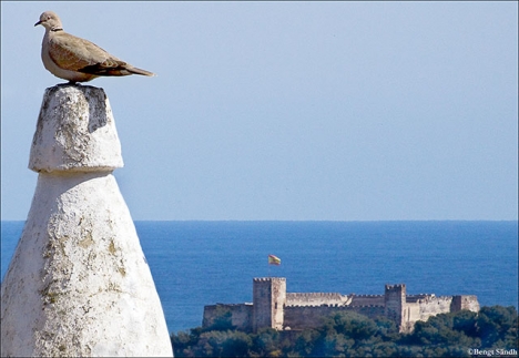 Författaren lyckades fotografera en turkduva på grannens skorsten, med den moriska borgen Sohail och Alboransjön på samma bild. Veckans kåseri handlar dock inte om duvor utan havssalt.