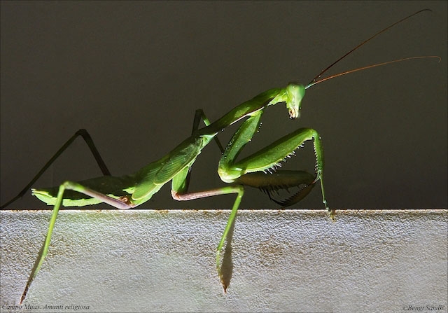 Det finns 2.300 arter av bönsyrsor i 16 olika familjer, men i Europa förekommer endast Mantis religiosa. Foto; Bengt Sändh.