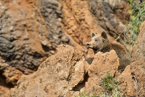 Det finns inga garantier för att man får syn på den iberiska brunbjörnen i nationalparken Somiedo, vilket gör det desto mer spännande om man har turen på sin sida.