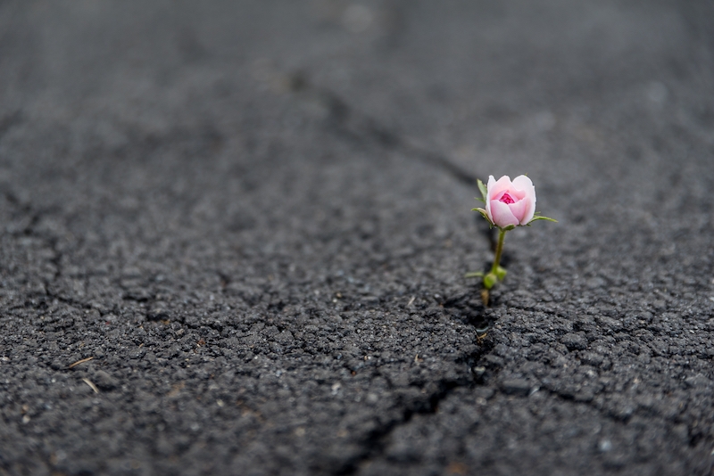 Resiliens är förmågan att stå emot och klara av en förändring, återhämta sig och vidareutvecklas.