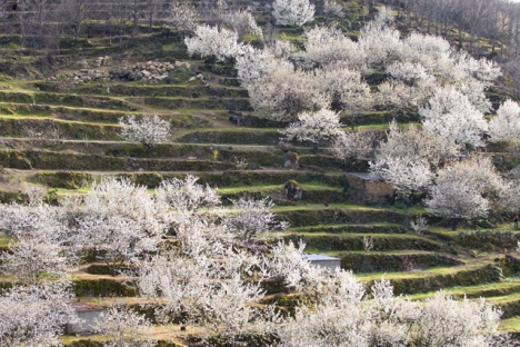 Blomningen av körsbärsträden i Valle del Jerte (Cáceres) är ett naturfenomen som är förklarat av nationellt kulturintresse.