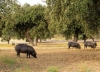 Överallt i Sierra de Huelva ser man ibéricogrisar, vars feta kött är en delikatess. Högst på listan är den åtråvärda svarta skinkan ”pata negra”.