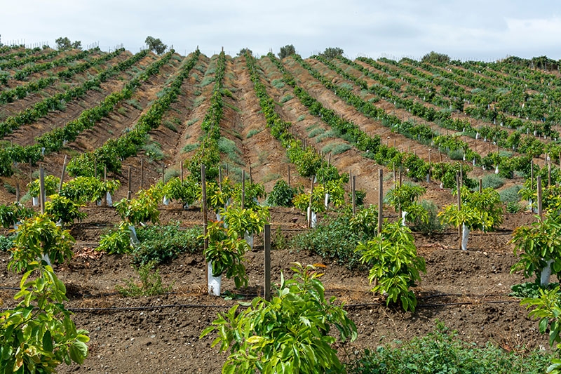Det har slagit snett för många odlare i Axarquíaområdet som de senaste åren satsat på tropiska grödor som mango och avokado istället för oliver.