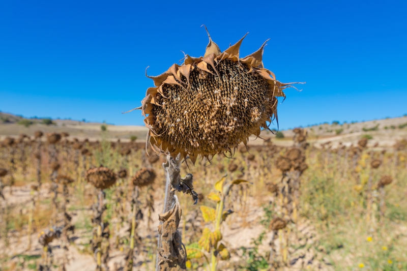 Skälet till att Spanien har färre klimatförnekare än många andra länder uppges bero på att effekterna är påtagliga här.
