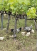 Bodegans ekologiska tänkande syns redan i vingården, där höns och getter spatserar runt. Foto: Björn Andersson