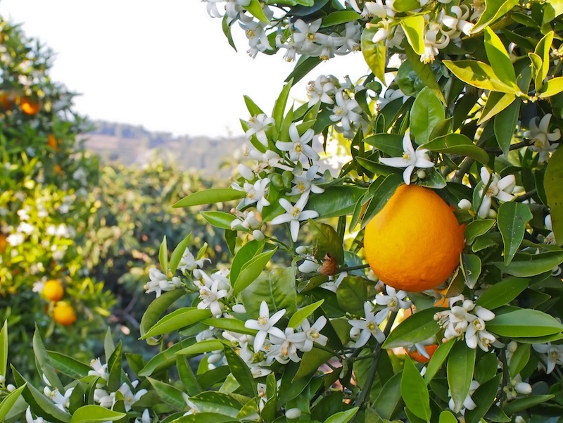 Den karaktäristiska apelsinblomman, azahar, sprider en ljuvlig doft.