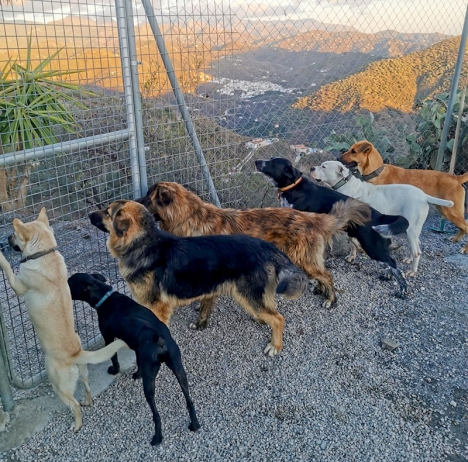 Djurskyddsanläggningen i Vélez-Málaga stängs efter domstolsbeslut, trots att den räddat hundratals djur sedan starten 2016. Foto: El Refugio de Leo