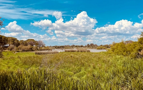 I en granskning av nationalparken Coto de Doñana uppfyllde den endast 34 procent av kriterierna för att förbli på Internationella naturvårdsunionens gröna lista.