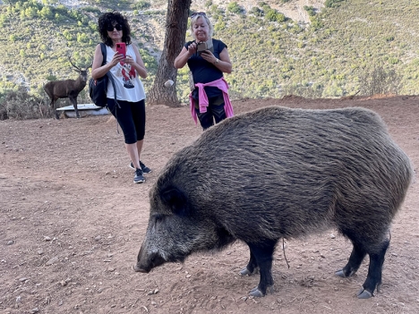 Avsaknad av avgränsningar mellan de vilda djuren och besökare är en av de sammanlagt 15 olika brister som påvisats av Junta de Andalucía.