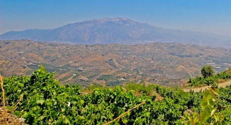 Odlingar i La Axarquía, med toppen La Maroma i horisonten.
