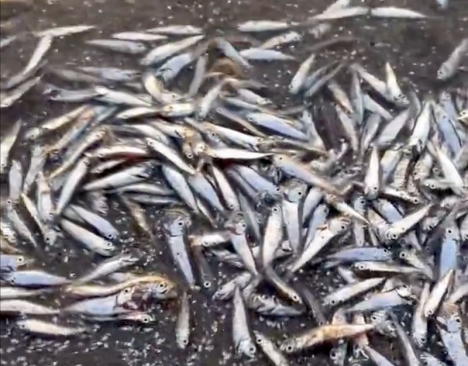 De döda småfiskarna uppges ha flytt i panik in till stranden. Foto: TrailAndalucia/X
