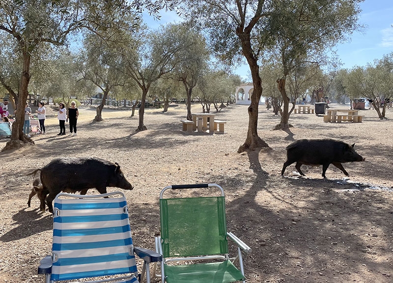 Vildsvin vid picknick-platsen i La Cala de Mijas.