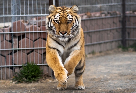 De siberiska tigrarna kommer från Kolmårdens djurpark. (Arkivbild)