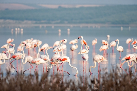 De senaste regnen har lockat tusentals flamingos och andra fågelarter tillbaka till Fuente de Piedra. (Arkivbild)