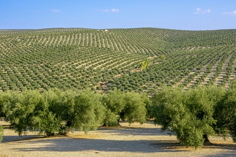Motstånd från tusentals odlare förhindrar att olivfälten i Andalusien klassas som världsarv av UNESCO.