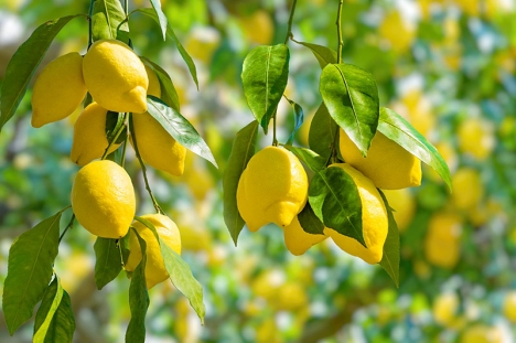 Spanien producerar tre fjärdedelar av alla citroner som konsumeras inom EU.