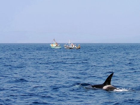 Enligt forskare är det ett 15-tal späckhuggare som ägnar sig åt att angripa båtar vid Gibraltar sund.