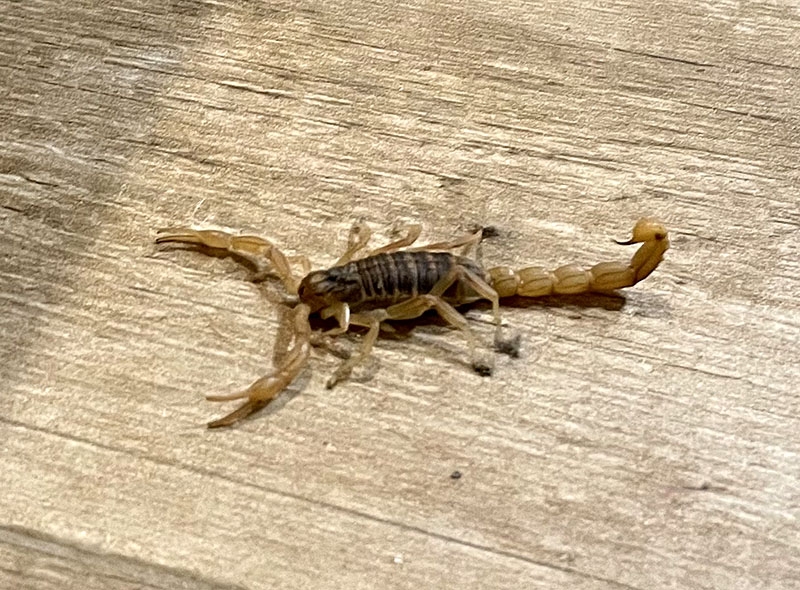 Sommaren är insekternas årstid, speciellt de otäckas.