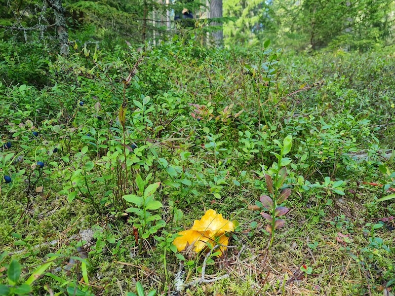 I bloggarens svenska liv hade skogen, blåbären och kantarellerna varit en del av vardagen. Frågan är om hon hade haft vett att uppskatta det?