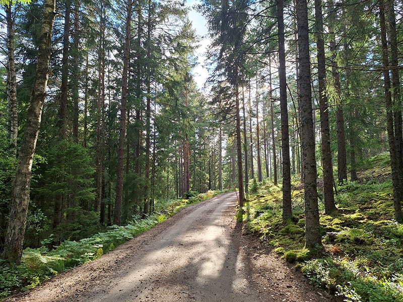Att det inte finns stängsel som hindrar folk från att gå i skogen är en av de saker som Jesús Romero Colorado uppskattar med Sverige.