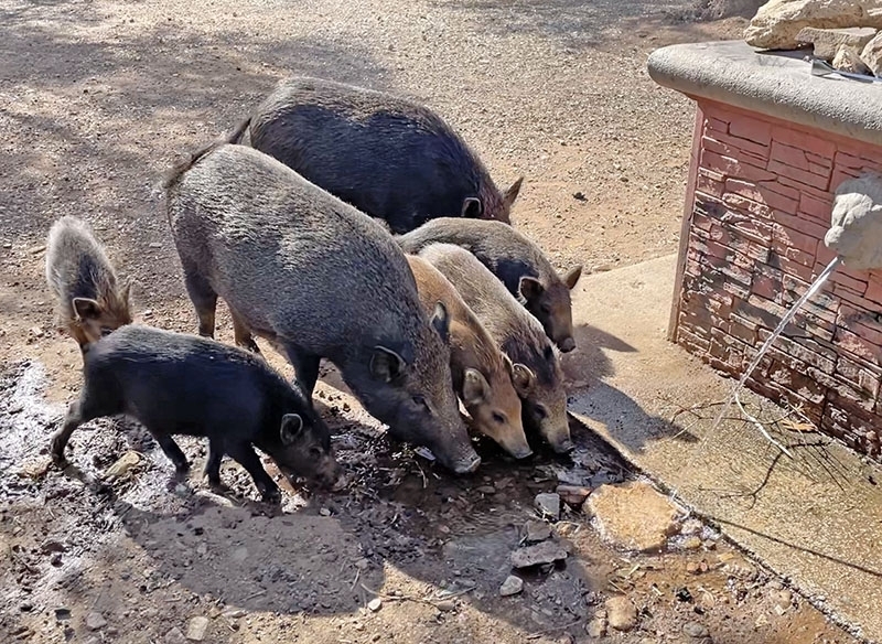Vildsvinsfamilj i en park i Mijas kommun.