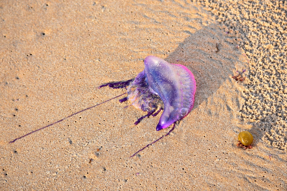 Den portugisiska örlogsmannen är ovanlig i Medelhavet och fruktas för sitt kraftiga gift. (Arkivbild)