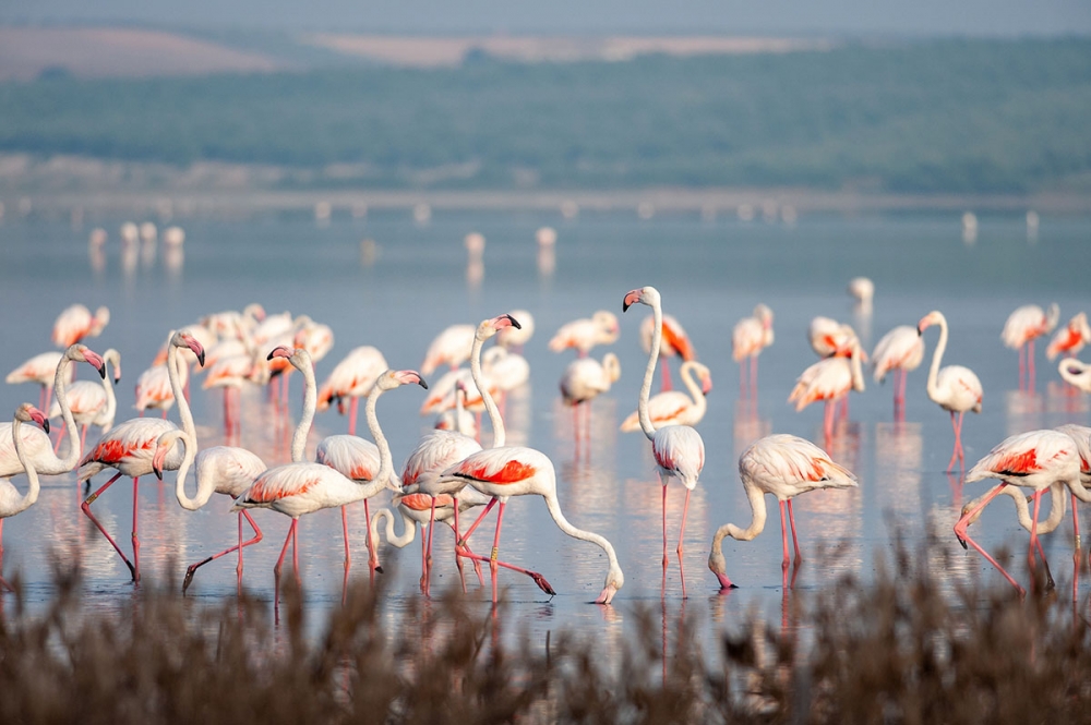 Det var många år sedan som Fuente de Piedra rymde normala nivåer av vatten och nu inhyser tusentals flamingos. (Arkivbild)