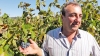 Friedrich Schatz visar sina petit verdot-druvor.