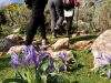 V&aring;ren bjuder p&aring; en matta av vilda blommor, som inkluderar bland annat liljor, lavendel och vallmo.