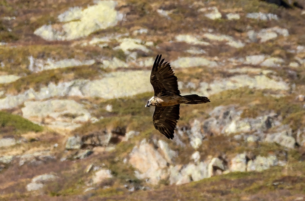 Sk&auml;ggamen har varit utrotad i s&ouml;dra Spanien i mer &auml;n hundra &aring;r, men fynd i gamla bon har v&auml;ckt stor entusiasm hos b&aring;de naturforskare och arkeologer.