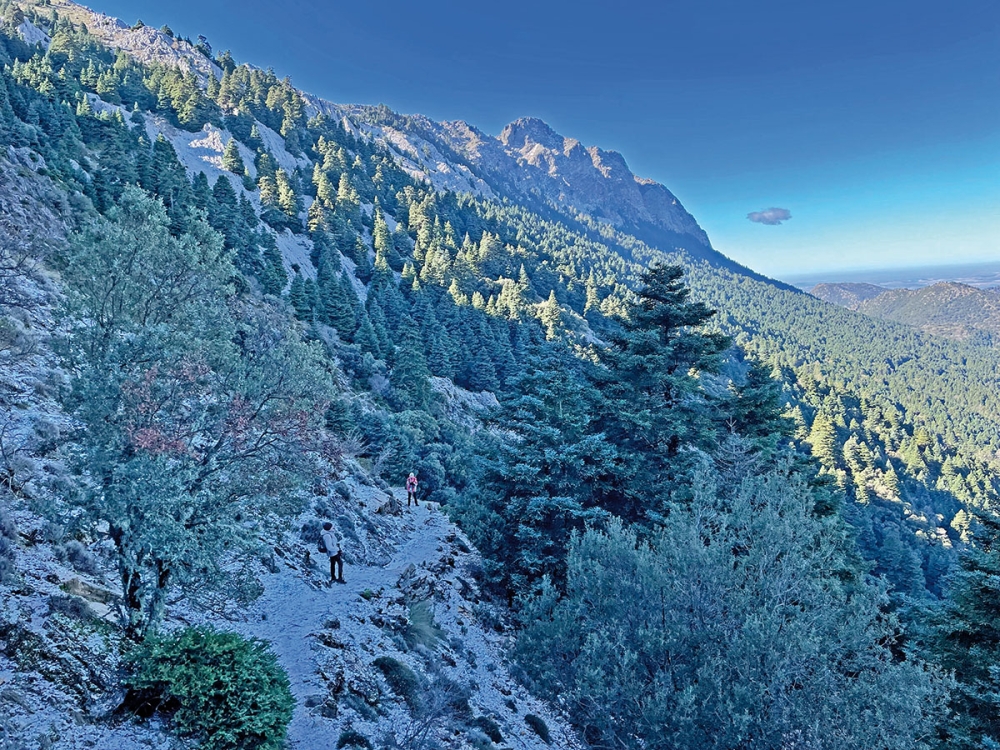 Sierra de Grazalema döljer en mängd vackra vandringslever och kronjuvelen är utan tvekan dess pinsapar, en unik barrskog med exemplar som endast växer på ömse sidor av Gibraltar sund.