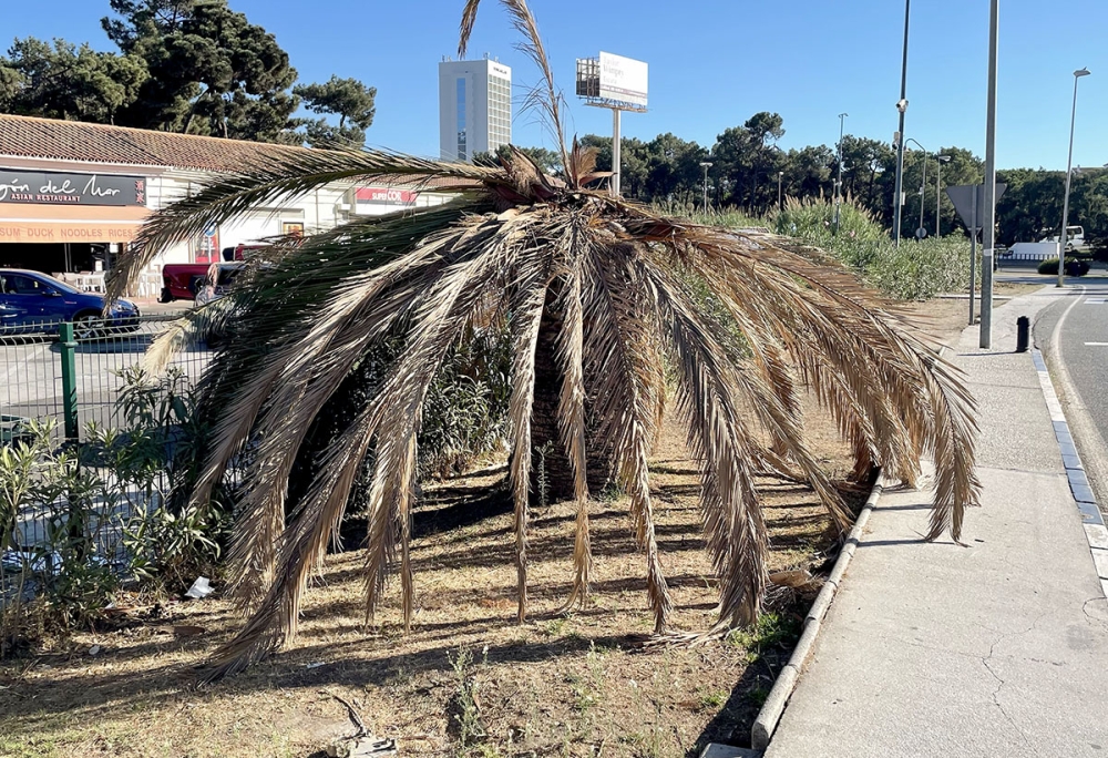 Tyvärr ser man fortfarande palmer på Costa del Sol som fallit offer för den egyptiska skalbaggen, “picudo rojo”.