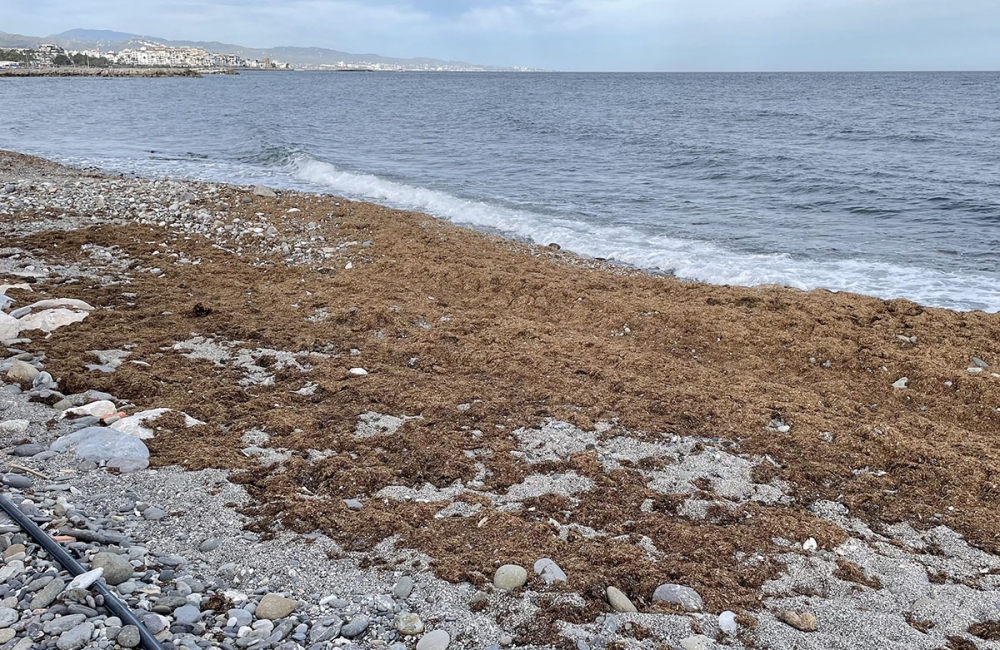 En inhemsk alg som utsöndrar naturliga försvarssubstanser kan visa sig vara nyckeln till att hejda den invasiva asiatiska arten i Medelhavet.