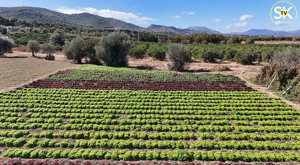 Klicka nedan för att se videon.