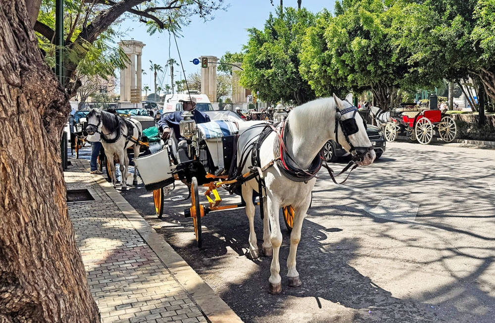 Flera av de äldre hästarna som tidigare drog turistvagnar i Málaga lider av fysiska skador och psykologiska trauman, men har nu placerats på en gård där de får avsluta livet i trygghet.