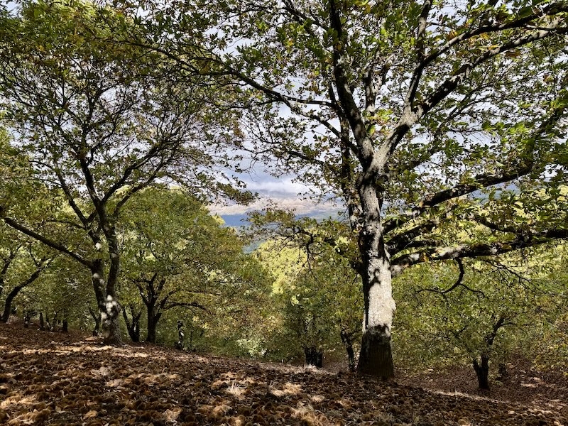 Kopparskogen i sin första allra första fas i förvandlingen till att bli just kopparfärgad.