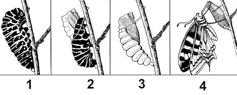 Ja visst gör det ont när knoppar brister.