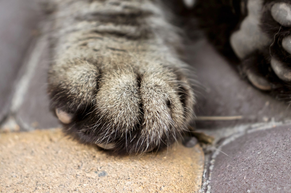 Groucho, som överlevt på egen hand i över fem år, hittades tre kilometer från sitt hem och kände omedelbart igen sin ägare. (Arkivbild)