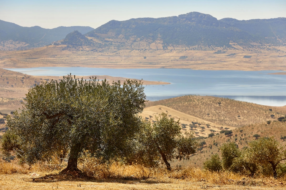 En ny atlas &ouml;ver &ouml;kenspridning anv&auml;nder artificiell intelligens f&ouml;r att kartl&auml;gga hur kombinationen av klimatf&ouml;r&auml;ndringar och m&auml;nsklig exploatering degraderar spanska marker och vattenresurser.
