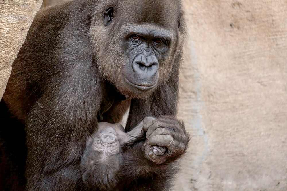 Sedan födseln håller sig ungen nära sin mamma Wefa, som enligt personalen på Bioparc är en mycket omtänksam förälder. Foto: Bioparc