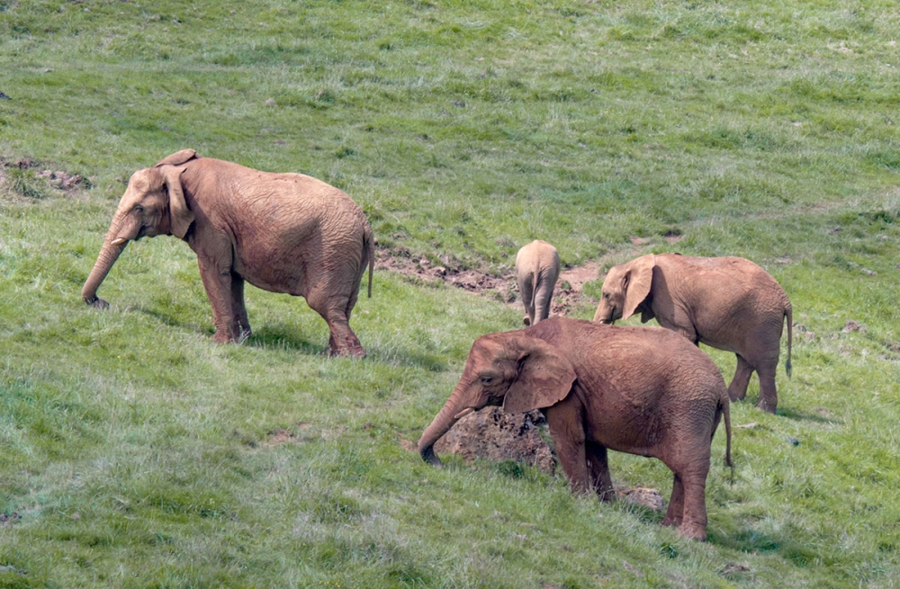 Cabárceno har den största gruppen afrikanska elefanter i fångenskap utanför Afrika.